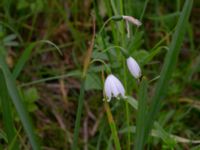 Leucojum aestivum Bastion Uppsala, Malmö, Skåne, Sweden 20190526_0007