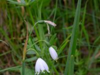 Leucojum aestivum Bastion Uppsala, Malmö, Skåne, Sweden 20190526_0008