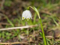 Leucojum vernum var. vernum Ödetomerna, Bunkeflo strandängar, Malmö, Skåne, Sweden 20180407_0033