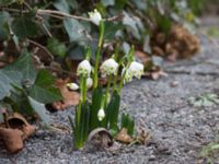 Leucojum vernum var. vernum Gamla begravningsplatsen, Malmö, Skåne, Sweden 20150217_0017