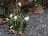 Leucojum vernum var. vernum Gamla begravningsplatsen, Malmö, Skåne, Sweden 20150217_0022