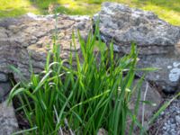 Narcissus × medioluteus Smedby kyrka, Smedby, Mörbylånga, Öland, Sweden 20190525_0216