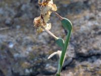 Narcissus × medioluteus Smedby kyrka, Smedby, Mörbylånga, Öland, Sweden 20190525_0219