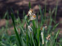 Narcissus × medioluteus Smedby kyrka, Smedby, Mörbylånga, Öland, Sweden 20190525_0220