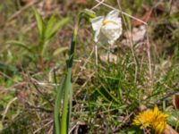 Narcissus x medioluteus Ulricedal, Malmö, Skåne, Sweden 20210501_0070