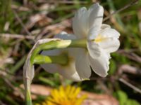 Narcissus x medioluteus Ulricedal, Malmö, Skåne, Sweden 20210501_0071