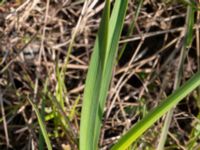 Narcissus x medioluteus Ulricedal, Malmö, Skåne, Sweden 20210501_0075