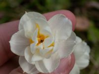 Narcissus x medioluteus Ulricedal, Malmö, Skåne, Sweden 20210502_0071