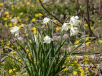 Narcissus moschatus Järavallen, Kävlinge, Skåne, Sweden 20220420_0011