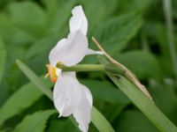 Narcissus poeticus 200 m SE Stenberget, Skurup, Skåne, Sweden 20180511_0101