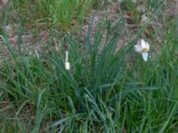 Narcissus poeticus Ramsåsa, Tomelilla, Skåne, Sweden 20190501_0031