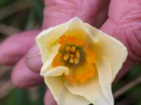 Narcissus poeticus Scoutstugan, Bunkeflo strandängar, Malmö, Skåne, Sweden 20170413_0129