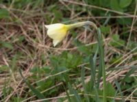 Narcissus poeticus Scoutstugan, Bunkeflo strandängar, Malmö, Skåne, Sweden 20170413_0131