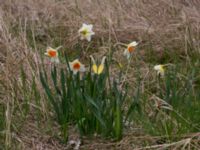 Narcissus poeticus Sege by, Burlöv, Skåne, Sweden 20170414_0032