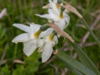 Narcissus triandrus S koloniområde, Lindängelunds rekreationsområde, Malmö, Skåne, Sweden 20230505_0019