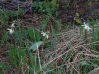 Narcissus triandrus Sege by, Burlöv, Skåne, Sweden 20170415_0006