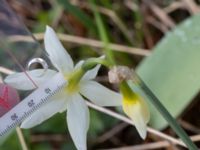 Narcissus triandrus Sege by, Burlöv, Skåne, Sweden 20170416_0110