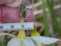 Narcissus triandrus Sege by, Burlöv, Skåne, Sweden 20170416_0113