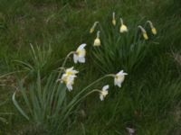 Narcissus x incomparabilis Fårhagen, Bunkeflo strandängar, Malmö, Skåne, Sweden 20170413_0069