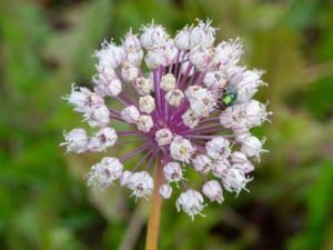 Allium ampeloprasum - Wild Leek - Vild purjolök