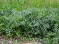 Eryngium campestre Götafors, Vaggeryd, Småland, Sweden 20190607_0614