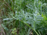 Eryngium campestre Götafors, Vaggeryd, Småland, Sweden 20190607_0618