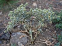 Eryngium campestre Sevastopol-Yalta, Crimea, Russia 20150915_0338