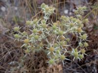 Eryngium campestre Sevastopol-Yalta, Crimea, Russia 20150915_0359