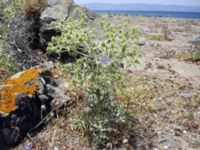 Eryngium campestre Skala Sikamineas, Lesvos, Greece 20050618 476