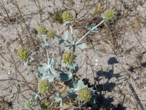 Eryngium maritimum - Sea-holly - Martorn