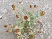 Eryngium maritimum Myrnyj, Crimea, Russia 20150912_0321