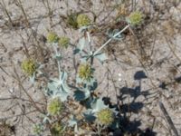 Eryngium maritimum Olenovka, Crimea, Russia 20150911_0123