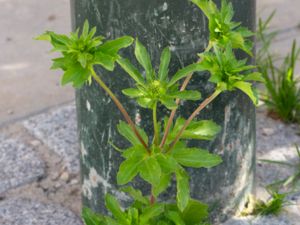 Eryngium