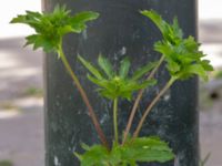 Eryngium sp. Hyllie allé 31, Malmö, Skåne, Sweden 20190623_0026