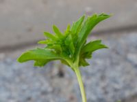 Eryngium sp. Hyllie allé 31, Malmö, Skåne, Sweden 20190623_0030