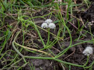 Oenanthe fistulosa - Tubular Water-dropwort - Pipstäkra