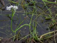 Oenanthe fistulosa Häckeberga hed, Lund, Skåne, Sweden 20150727_0103