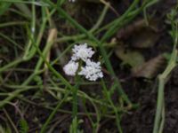 Oenanthe fistulosa Häckeberga hed, Lund, Skåne, Sweden 20150727_0105