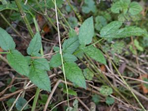 Pimpinella major - Hollowstem Burnet Saxifrage - Stor bockrot