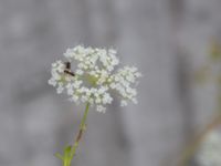 Pimpinella peregrina Godsvägen, Osby, Skåne, Sweden 20240702_0084