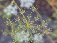 Pimpinella peregrina Godsvägen, Osby, Skåne, Sweden 20240702_0088