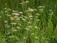 Pimpinella saxifraga ssp. nigra Solnäs, Borrebackevägen, Malmö, Skåne, Sweden 20240724_0500