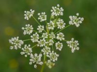 Pimpinella saxifraga ssp. nigra Solnäs, Borrebackevägen, Malmö, Skåne, Sweden 20240724_0506