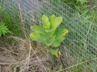 Asclepias syriaca Östra koloniområdet, Burlöv, Skåne, Sweden 20240714_0198