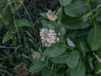 Asclepias syriaca 250 m SE Everödsgården, Everöd, Kristianstad, Skåne, Sweden 20180727_0167