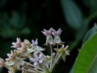 Asclepias syriaca 250 m SE Everödsgården, Everöd, Kristianstad, Skåne, Sweden 20180727_0168