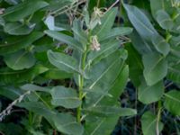 Asclepias syriaca 250 m SE Everödsgården, Everöd, Kristianstad, Skåne, Sweden 20180727_0173