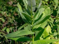 Asclepias syriaca Rådjursvägen 30, Östra Sandar, Täppet, Åhus, Kristianstad, Skåne, Sweden 20180727_0144