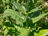 Asclepias syriaca Rådjursvägen 30, Östra Sandar, Täppet, Åhus, Kristianstad, Skåne, Sweden 20180727_0146