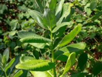 Asclepias syriaca Rådjursvägen 30, Östra Sandar, Täppet, Åhus, Kristianstad, Skåne, Sweden 20180727_0147